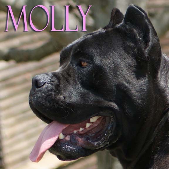 cane corso